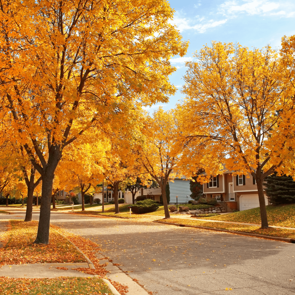 New Maine Neighborhood in the fall